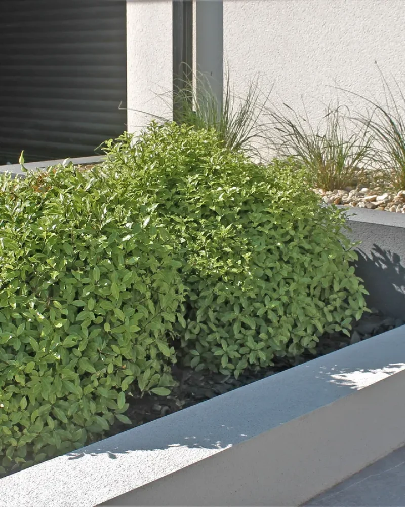 Réalisation de création de jardin par AB Création, entreprise de création de jardin à Bressuire